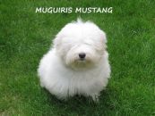 MUGUIRIS MORGAN-MUGUIRIS MUSTANG